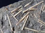 Acrosalenia hemicidaroides WRIGTH 1851 - Bild © FossNet FossilienStore